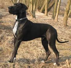 doga