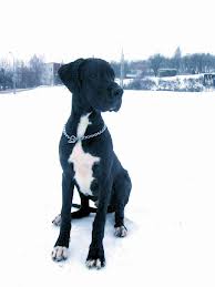 doga3